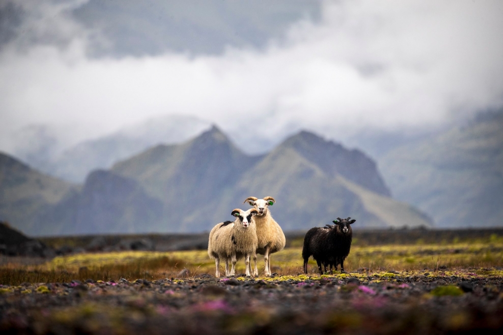 Icelandic Sheep Flock Mother and Children