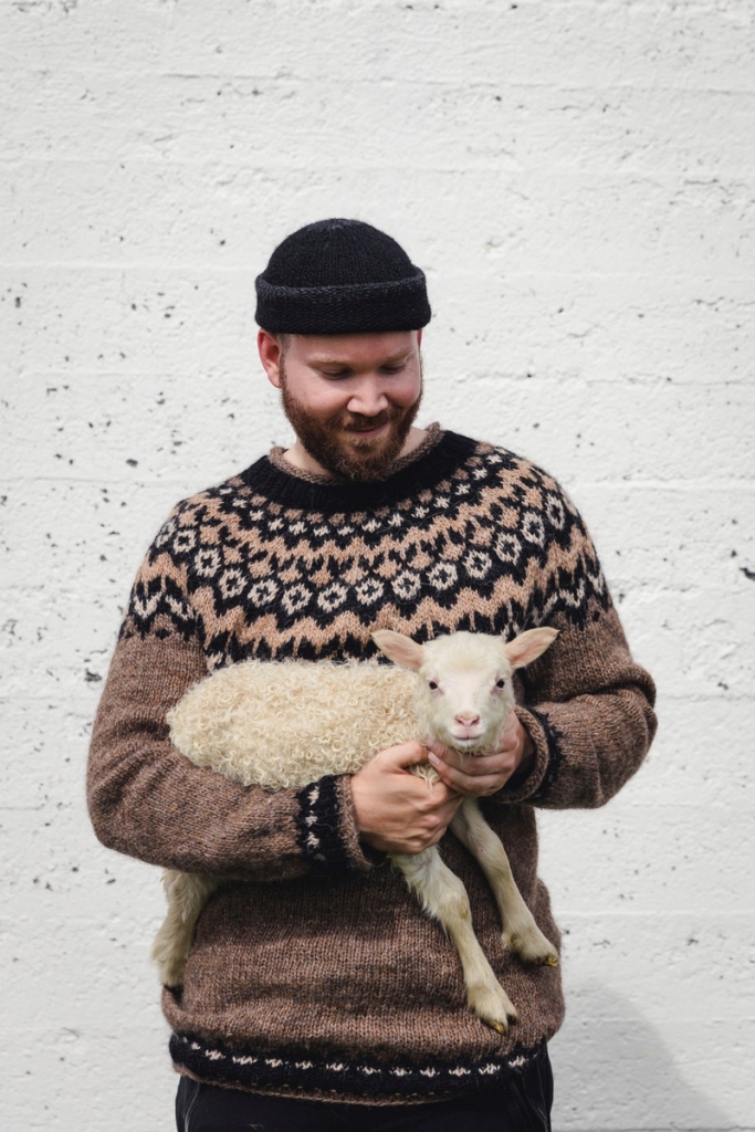 Icelandic pure bred Lamb